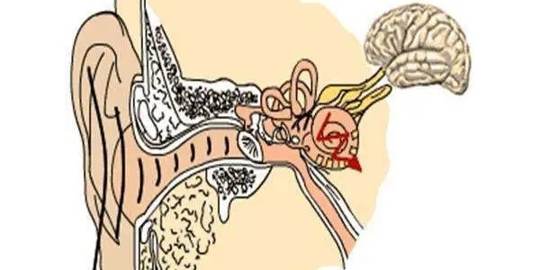 听觉的传导&耳鸣的产生