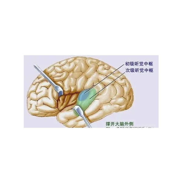 听觉通路中枢部分的作用是什么？