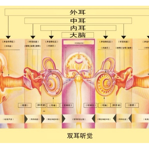 什么是听觉